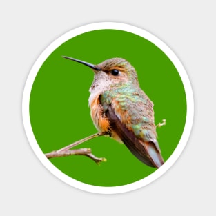 Rufous Hummingbird in the California Lilac Magnet